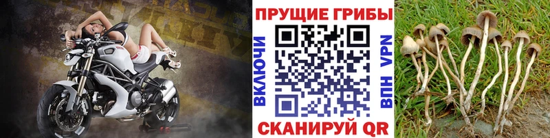 ссылка на мегу   Орлов  Галлюциногенные грибы Psilocybe 